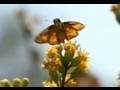 Slow Motion Insect Fly-Offs